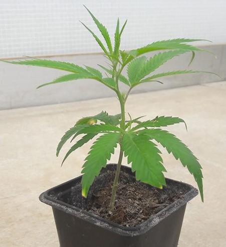 Swiss Cannabis Jungpflanzen