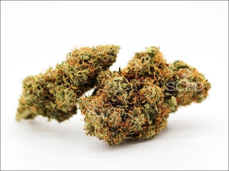 Blueberry Muffin x Harlequin 1g