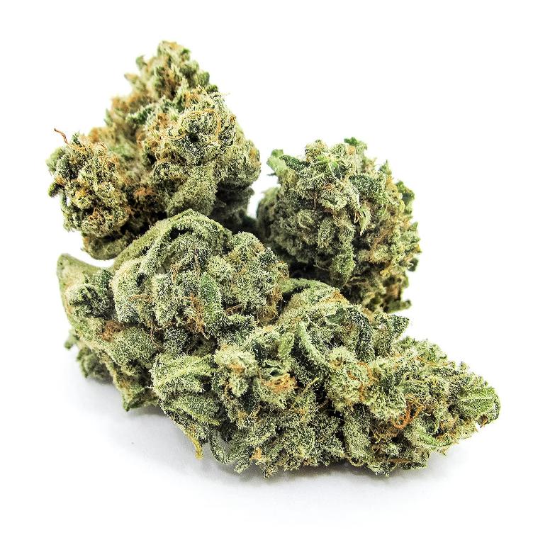 Medical Monkey`s V+